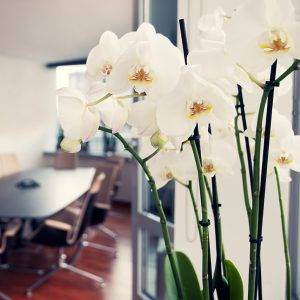 Flowers for boardrooms