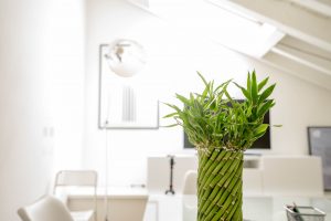 Indoor Plant Benefits